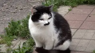 Adolf Kitler and his friends