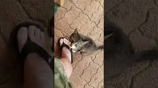 Big Head Wild Cat Feeding Time Such an Inpatient Animal