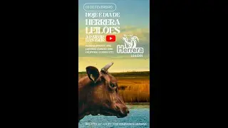 Herrera Leilões - AO VIVO - 03/02/2026