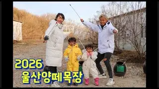 [[가니투어&아빠어디가?✈️리리남매💖👶🏻👧🏻]]2026 새해맞이 울산양떼목장