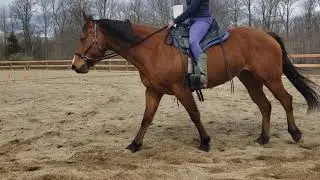 Equestrian Toilet Paper Challenge -My last 3 Rolls