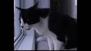 Cat sounds like a baby crying.