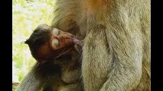 Pity Small Thin Baby Lori Too Much Old Thin Mother Not enough Milk, Poor Baby need Milk So Much.