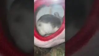 Baby African Soft Furred Rats being cute 🥰 Multimammates/Mastomys