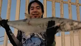 FISHING IN Bahrain 10.10.2025- King and Queen Fish🇧🇭🇧🇭🇧🇭🎣