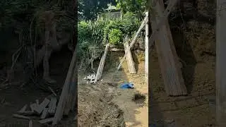 Папайя. Начало работ на заднем дворе. Мексика🌵🌞🌺