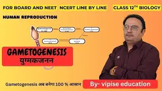 Gametogenesis in Humans | Spermatogenesis & Oogenesis | NCERT Class 12 Biology|