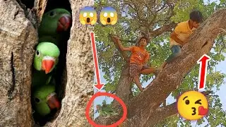 #viral तोता🦜पकड़ने का सही तरीका//Indian ring neck Parrot🦜//How to catch a Parrot #vloggerAnkushGaur