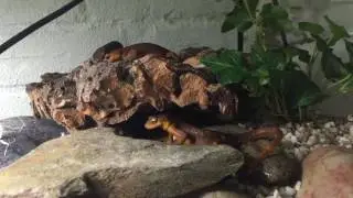 Taricha torosa