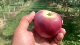 Spartan Apple Tasting