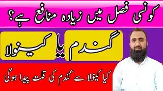 Which is more profitable crop | Canola vs Wheat | Bilal Kanju Official