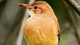 Rofous hornero song | ovenbird | architects bird