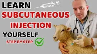 Изучите подкожные инъекции 💉 для овец и коз без страха и ошибок, шаг за шагом