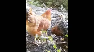 Chickens | Chicken Farm | Poultry Farming | Farm Fresh Eggs | Chicken Breeds