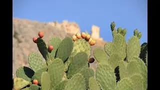 Prickly Pear Cactus is a PERENNIAL Vegetable