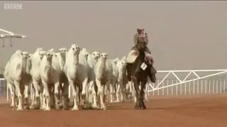 Camel banned from beauty contest over Botox.