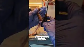 Растения без полива. Как перевести растения на ФИТИЛЬНЫЙ полив #diy #сделайсам  #elenamatveeva