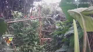 The Belize Zoo Live Cam