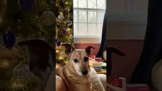 Happy Holidays from the Carter family and Bones