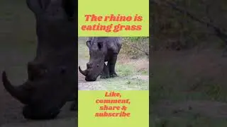 Cute💞💞 and Funny Rhino Videos Compilation,🦏🦏 _ |#1|#short