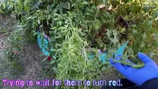 Garden Vlog Future Garden Plans, Adding Beds, But Hurt My Back, Again 🤦🏾&zwj;♀️ #backyardgarden 🌱💚