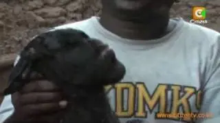 Goat With Human Face?