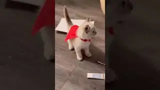 #cat #cute #pets #kitten #catvideos #funnycats #kitty #cutecat #duhoc #dongvat