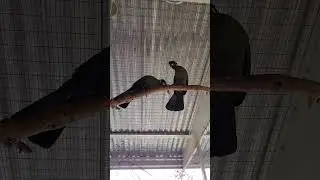 Bonded White Cheek Turacos Calling