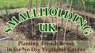Planting French Beans in the No Dig Vegetable Garden