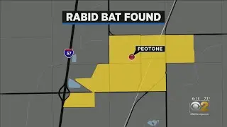 Rabid Bat Found In Bathroom Of House In Peotone