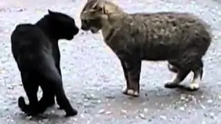 Talking Angry Cats