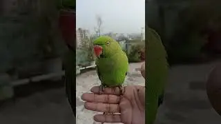 Parrot Talking Like Human 😍 | পাখির কেল্লা | #pets  #ytshorts #talkingparrot #birds