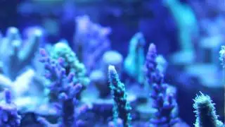 Uberfrags SPS polyp extension