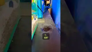 🐍 My kuhli loach jumped out of the tank #aquarium #kuhliloach #bettafish