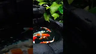 Small Waterfall Natural Backyard Koi Pond Ideas #KoiFish #KoiPond #koiponddesign  #BackyardKoiPond