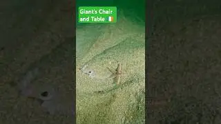 Donegal (IRE 🇮🇪) - European Plaice with Starfish Accessory #plaice #flatfish #starfish #scubadiving