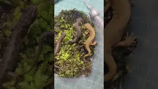 Обед обыкновенного тритона Lissotriton vulgaris. Милые земноводные