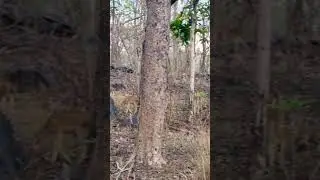 Pench NATIONAL Park.. #pench #penchnationalpark #shortsvideo #shortsvideoviral