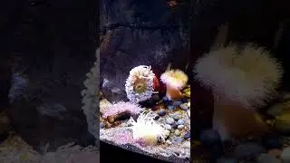Marine Life Cold Water Garden Scripps Birch Aquarium La Jolla | San Diego California.