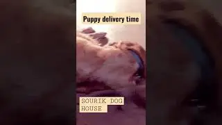 61Days Delivery Pregnant Golden Retriever female  || #dog #puppy