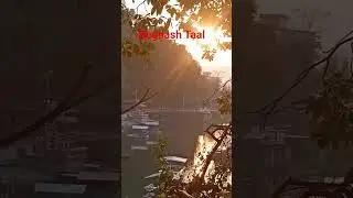 Begnash Taal बेगनास ताल #begnaslake #shortvideo #pokhara