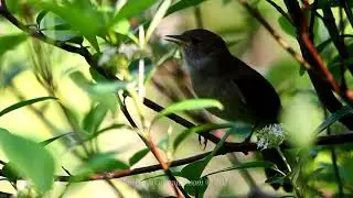 Magnificent Riflebird