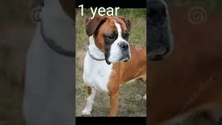 Boxer growth evolution line #dog # ytshort #boxer