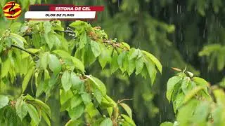 Estona de Cel - Olor de flors (subtítols i lletra en català)