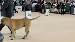 World dog show Brno 2&deg; EXC Champion class 02.10.2021