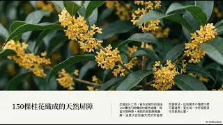 吳先生的桂香療癒森林