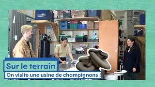 Produire des champignons avec des résidus de bière ??