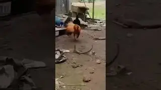 Unexpected Fight Lizard Takes on 2 Feisty Hens 🐔🤣🦎 #chicken #lizard #shorts #short #funny