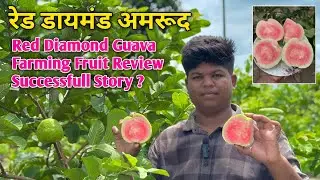 Red Diamond Guava Farming | Successful story Guava Benefit Guava Cultivation Japanese red diamond