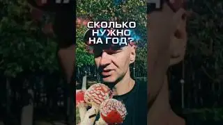 Сколько гриба нужно на год? #красныймухомор #пантерныймухомор #микродозингмухомора